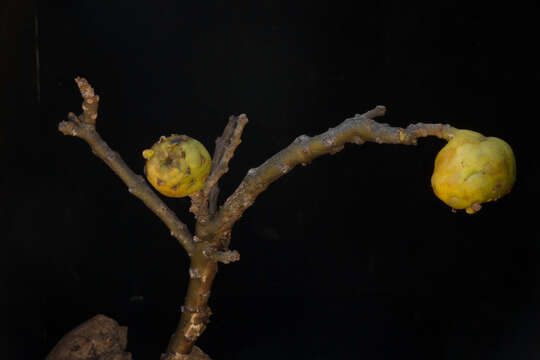 Image of Pereskia lychnidiflora DC.