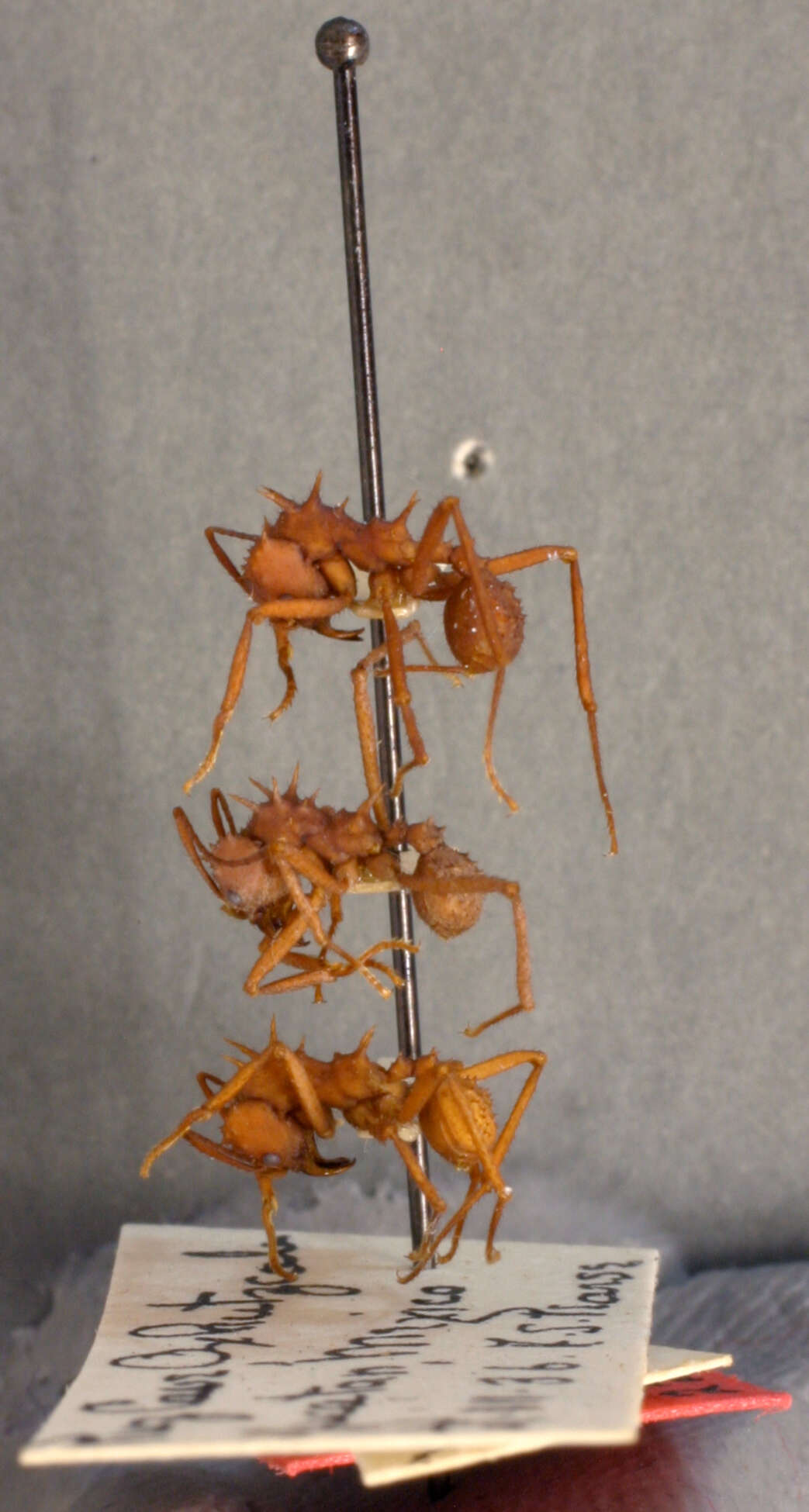 Plancia ëd Acromyrmex octospinosus (Reich 1793)