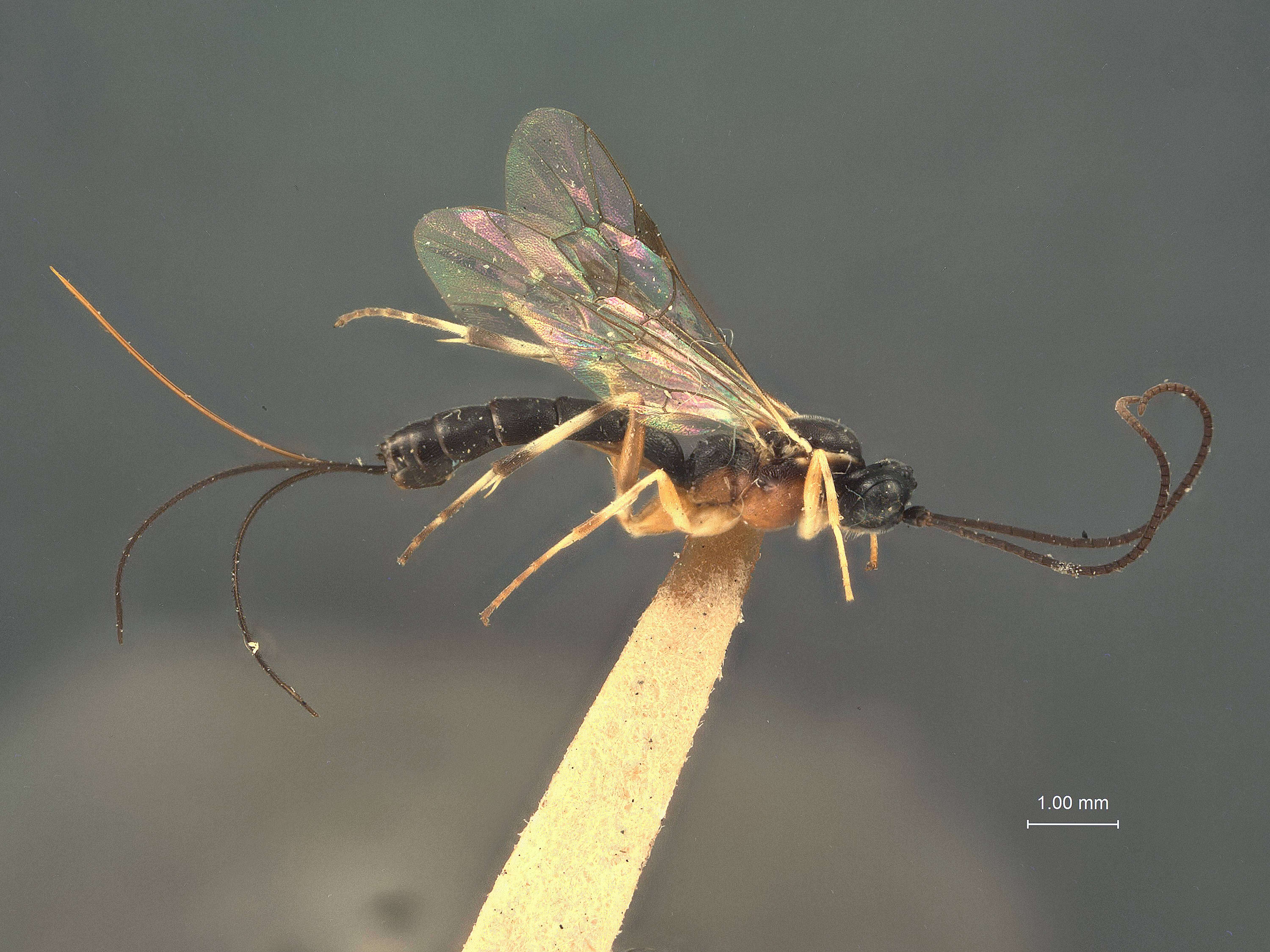 Image de Glypta mutica Cushman 1919