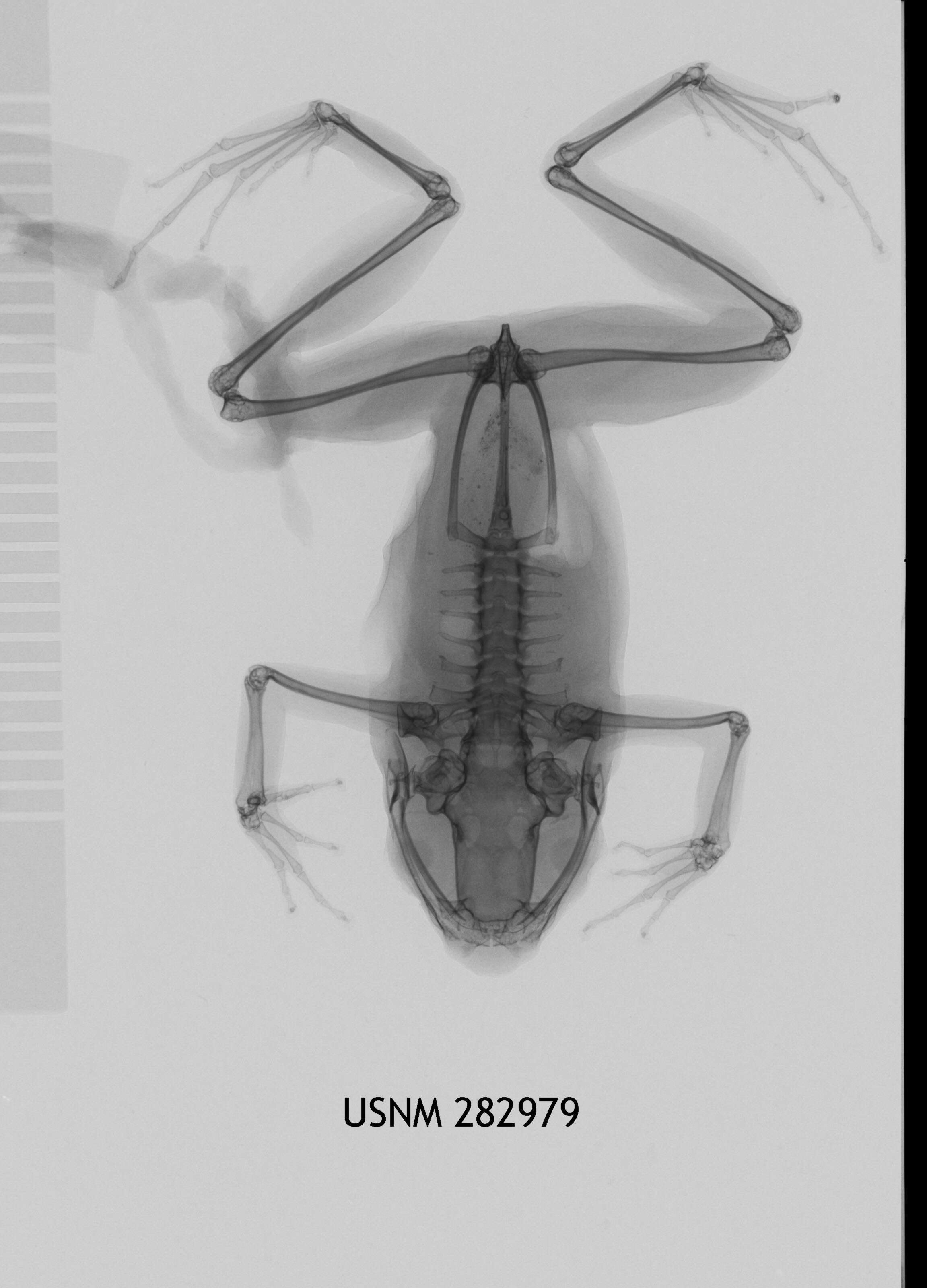 Plancia ëd Hyloxalus marmoreoventris (Rivero 1991)