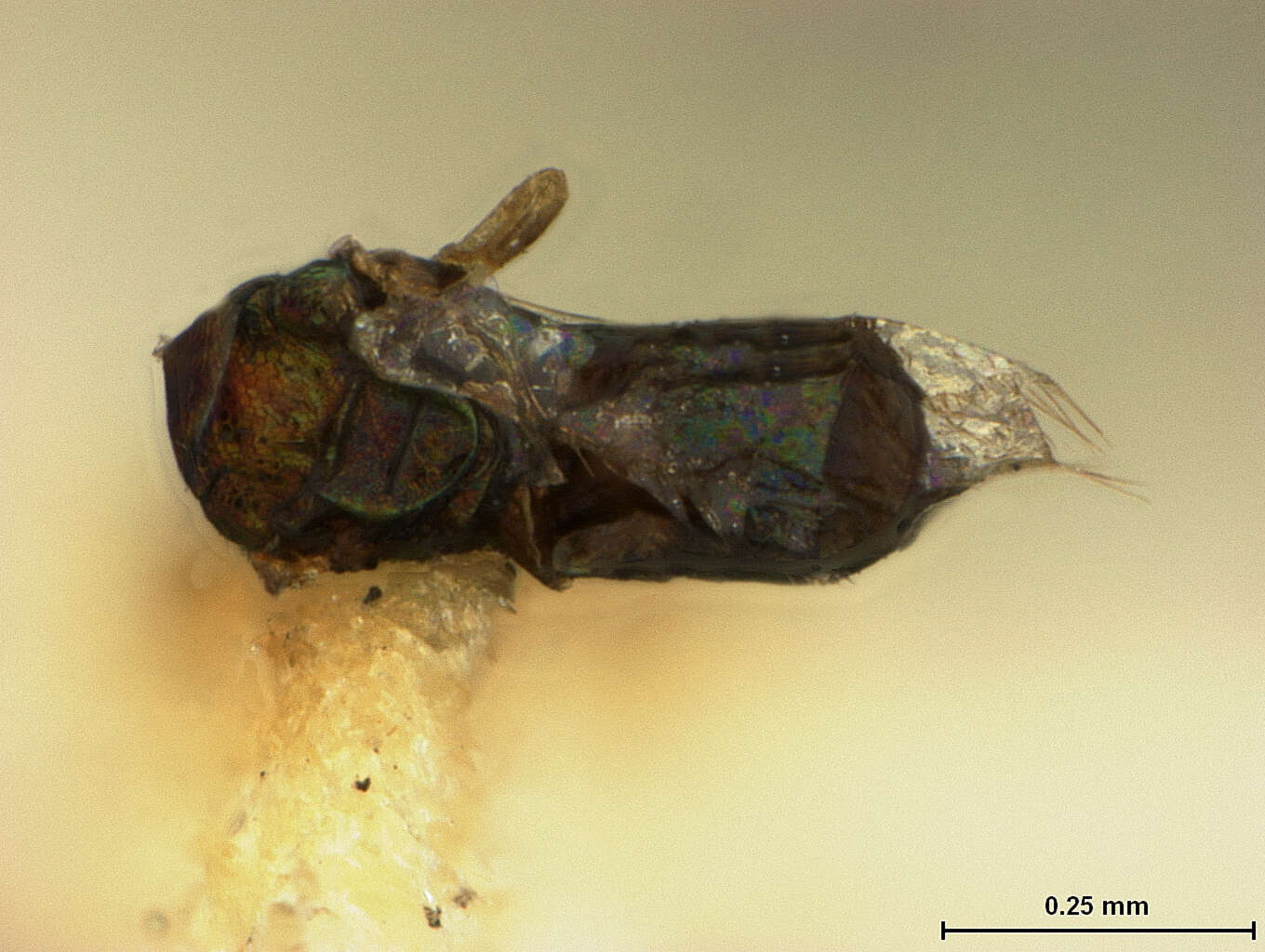 Chrysonotomyia metallica (Ashmead 1894) resmi