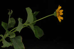 Image de Tithonia tubaeformis (Jacq.) Cass.