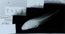 Image of Constrained snailfish