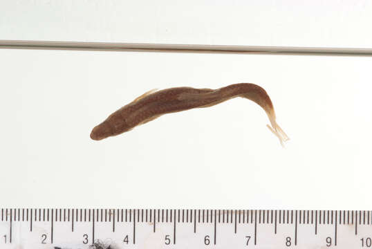 Image of Nueces roundnose minnow