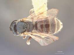 Image of Halictus