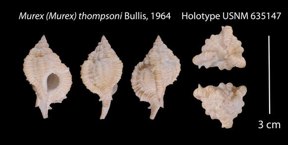 Plancia ëd Siratus thompsoni (Bullis 1964)