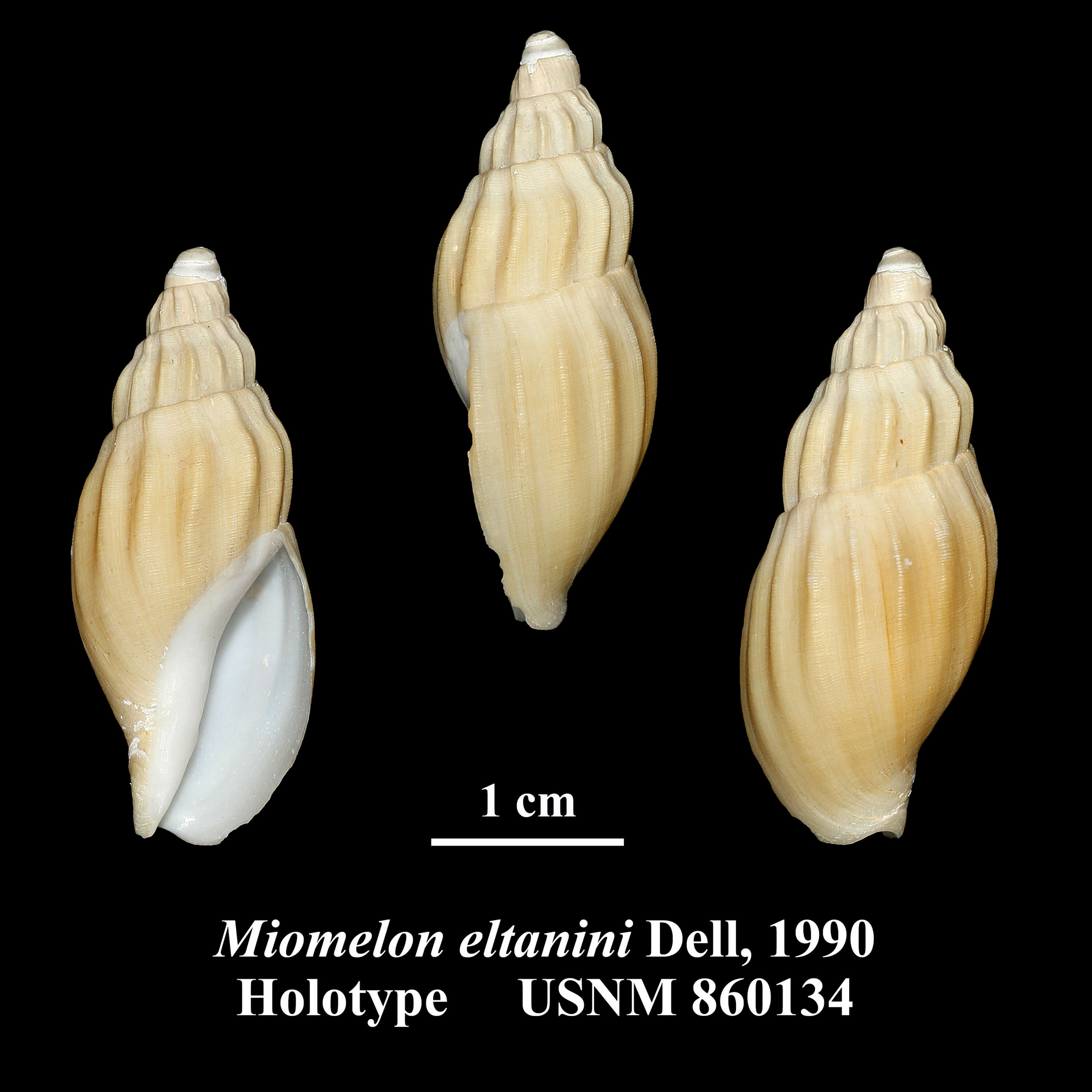 Miomelon eltanini Dell 1990的圖片