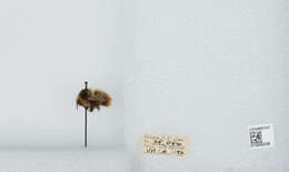 Image of Frigid Bumble Bee