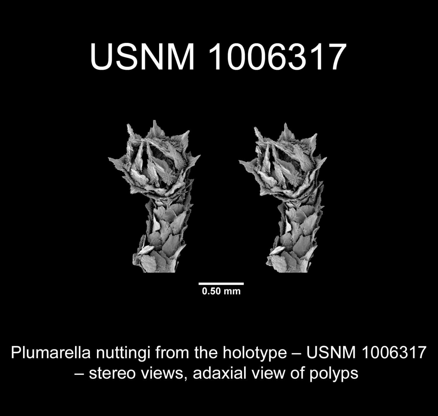 Plumarella nuttingi Cairns 2011 resmi