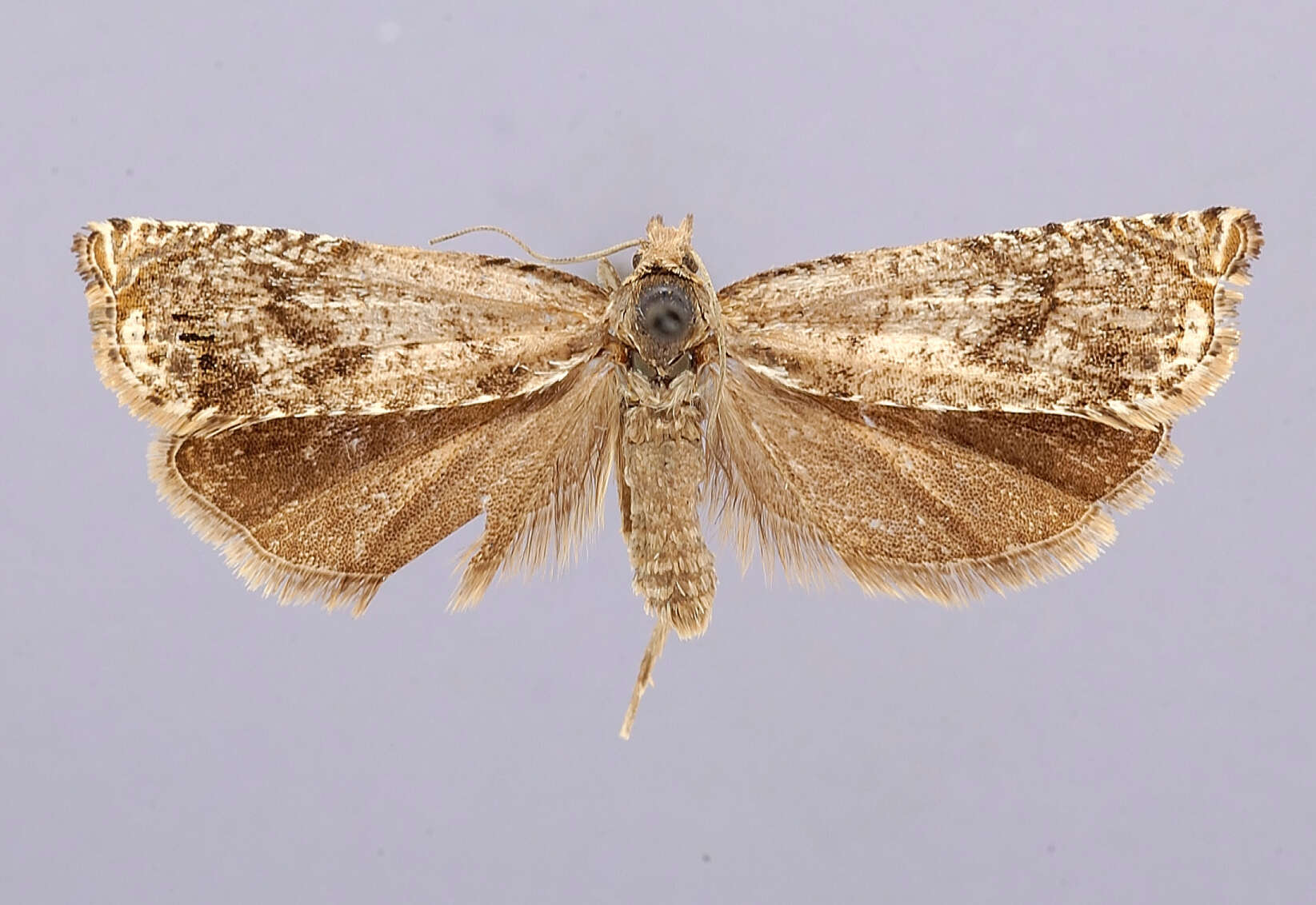 Image of Hystrichophora ostentatrix Heinrich 1923