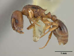 Image of Slave-making ant