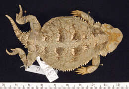 Image of Greater Short-horned Lizard