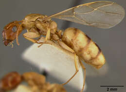 Image of Camponotus maudella seemanni Mann 1921