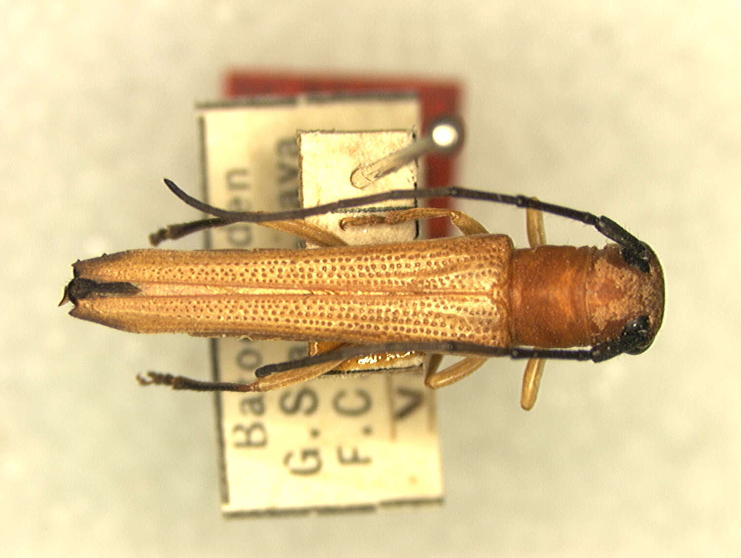 Image of Oberea neptis Pascoe 1867