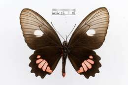 Image of Parides vertumnus (Cramer (1779))