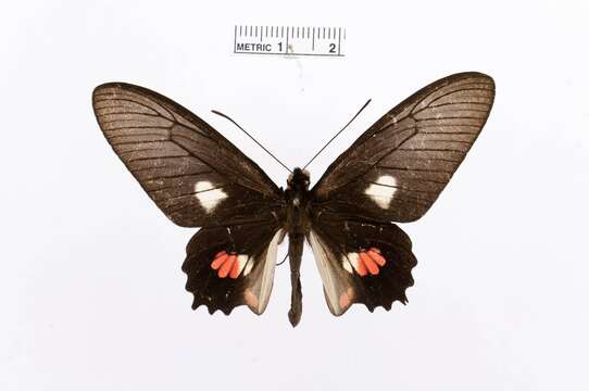 Image of Parides pizarro (Staudinger 1884)