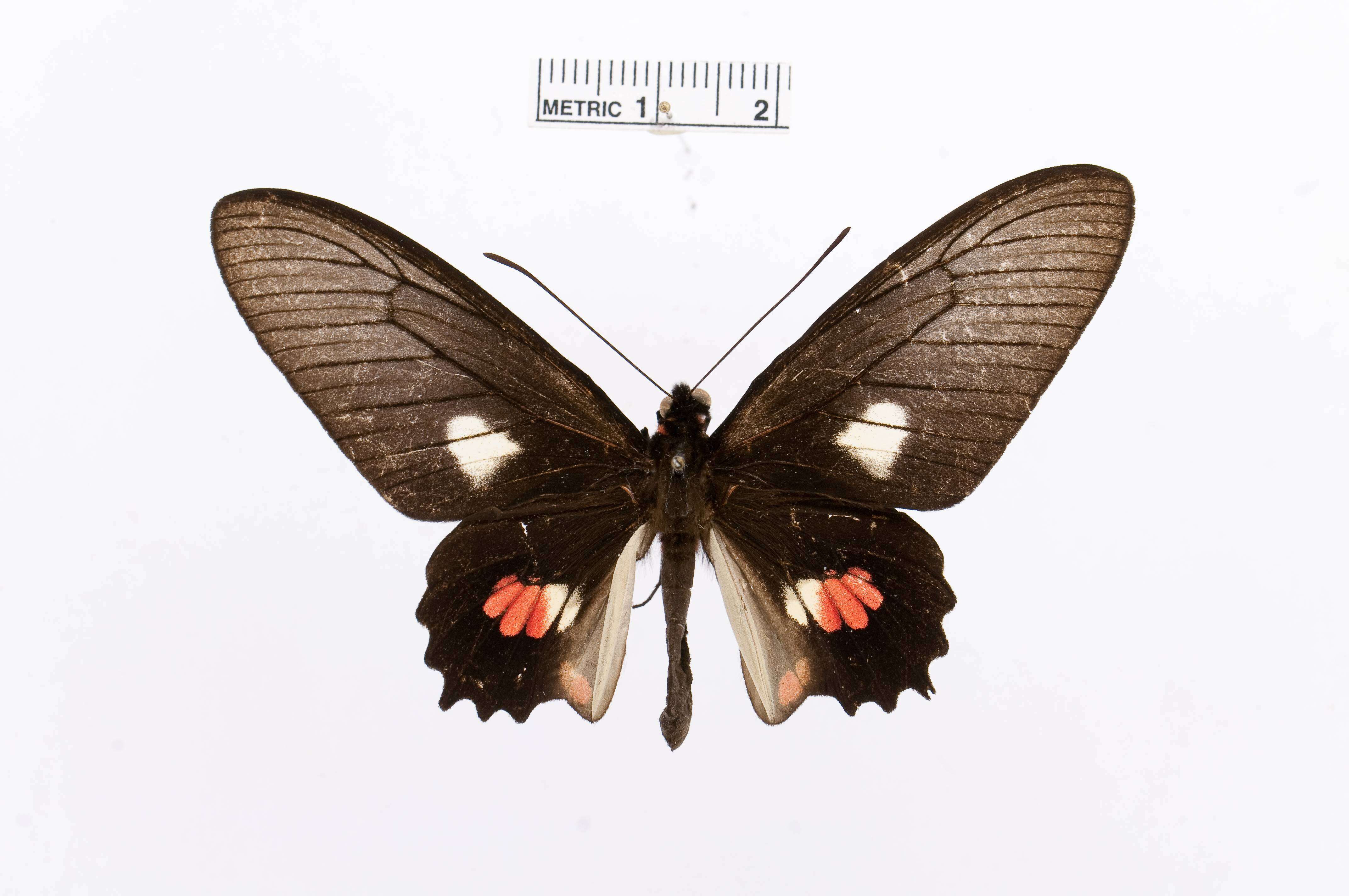 Sivun Parides pizarro (Staudinger 1884) kuva