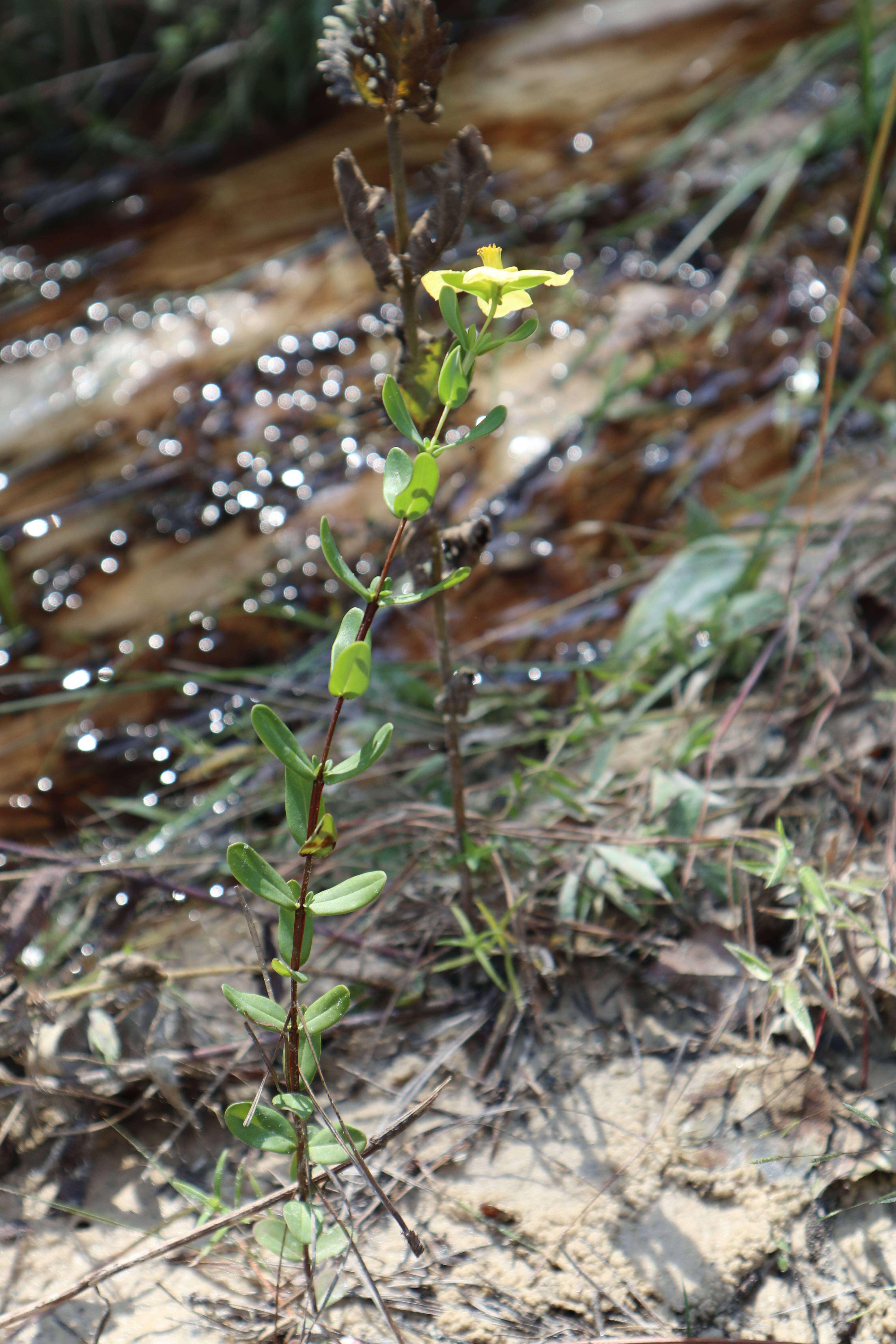 Sivun Hypericum crux-andreae (L.) Crantz kuva