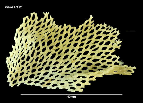 Image of Reteporella hippocrepis (Waters 1904)