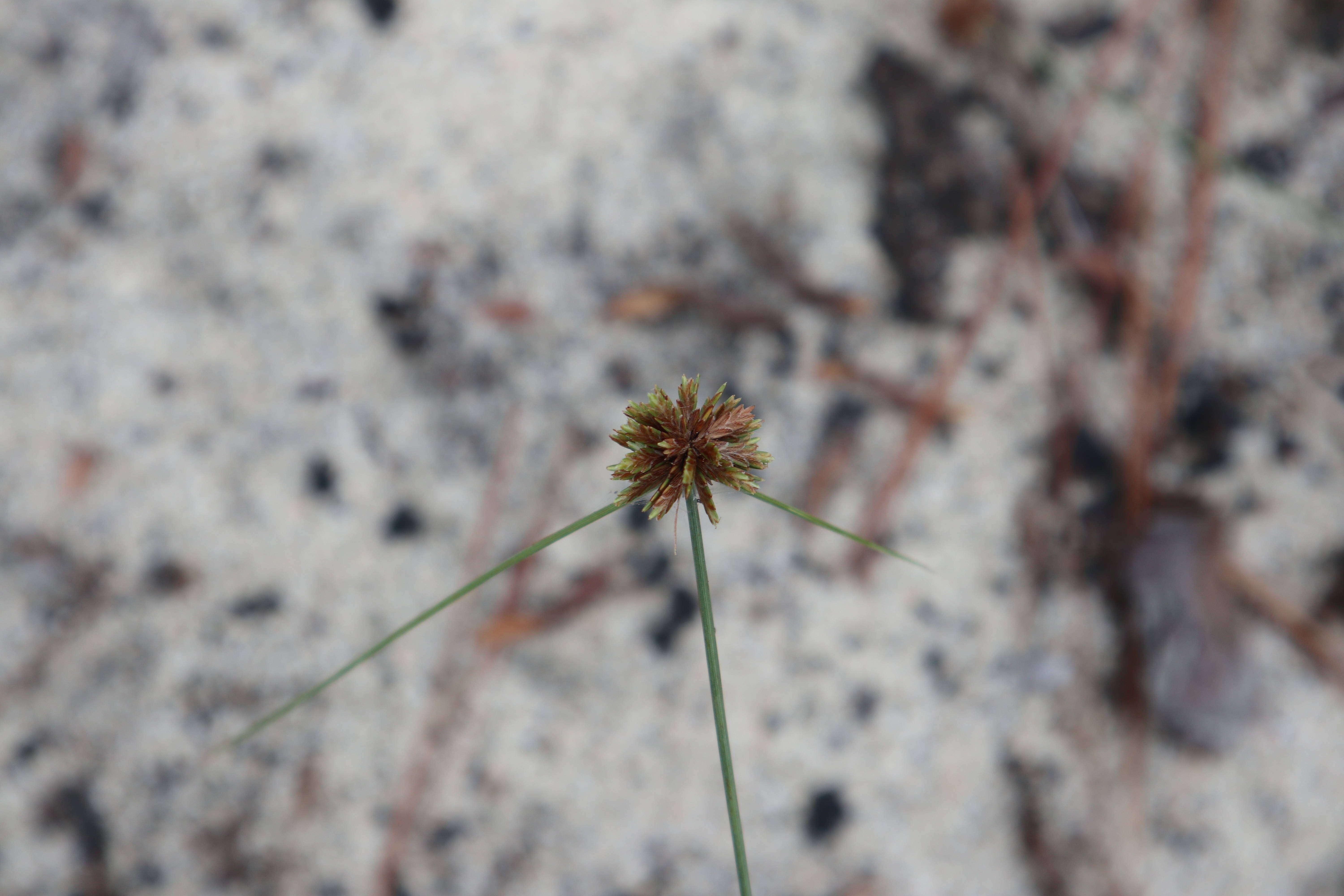 Cyperus filiculmis Vahl resmi