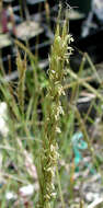 Слика од Heteropogon