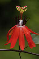 Sivun Passiflora L. kuva