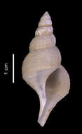 Image of Drepanodontus tatyanae Harasewych & Kantor 2004