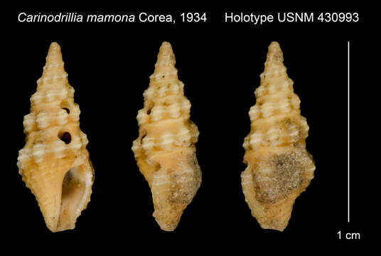 Image of Carinodrillia mamona Corea 1934