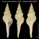 Image of Aristofusus helenae (Bartsch 1939)