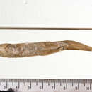 Image of Western silvery minnow