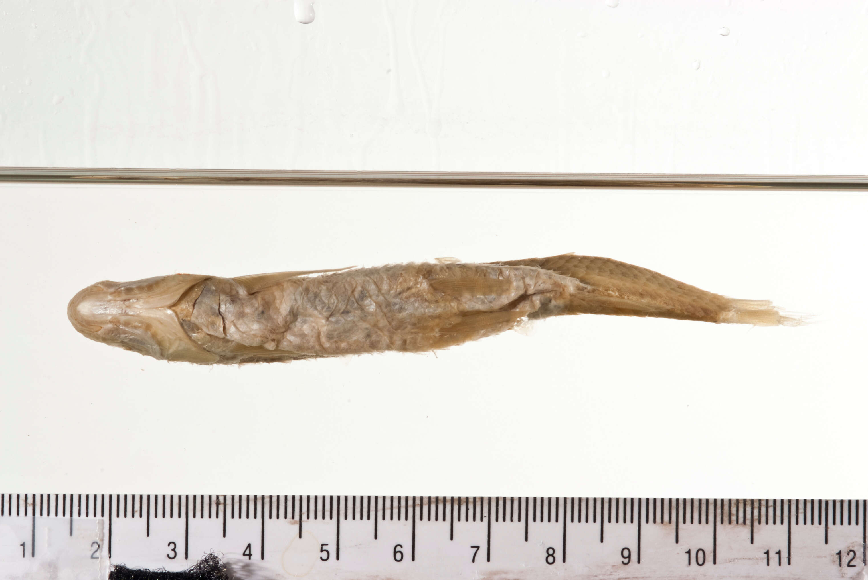 Image of Western silvery minnow