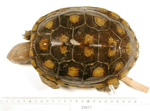 Image of Malaclemys terrapin macrospilota (Hay 1904)