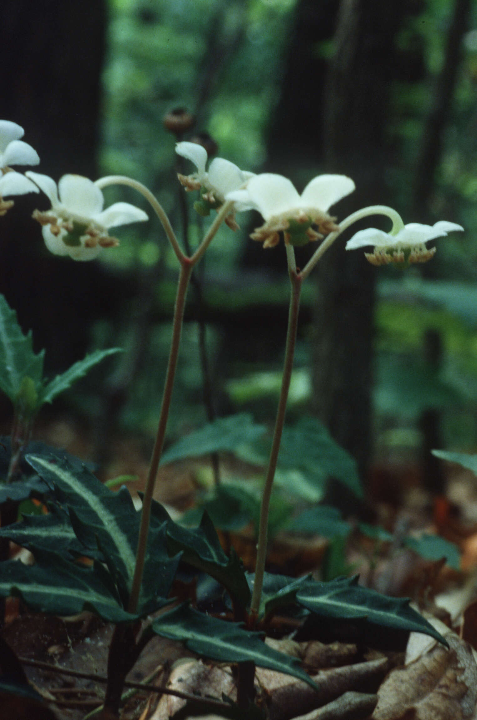 Image of striped prince's pine