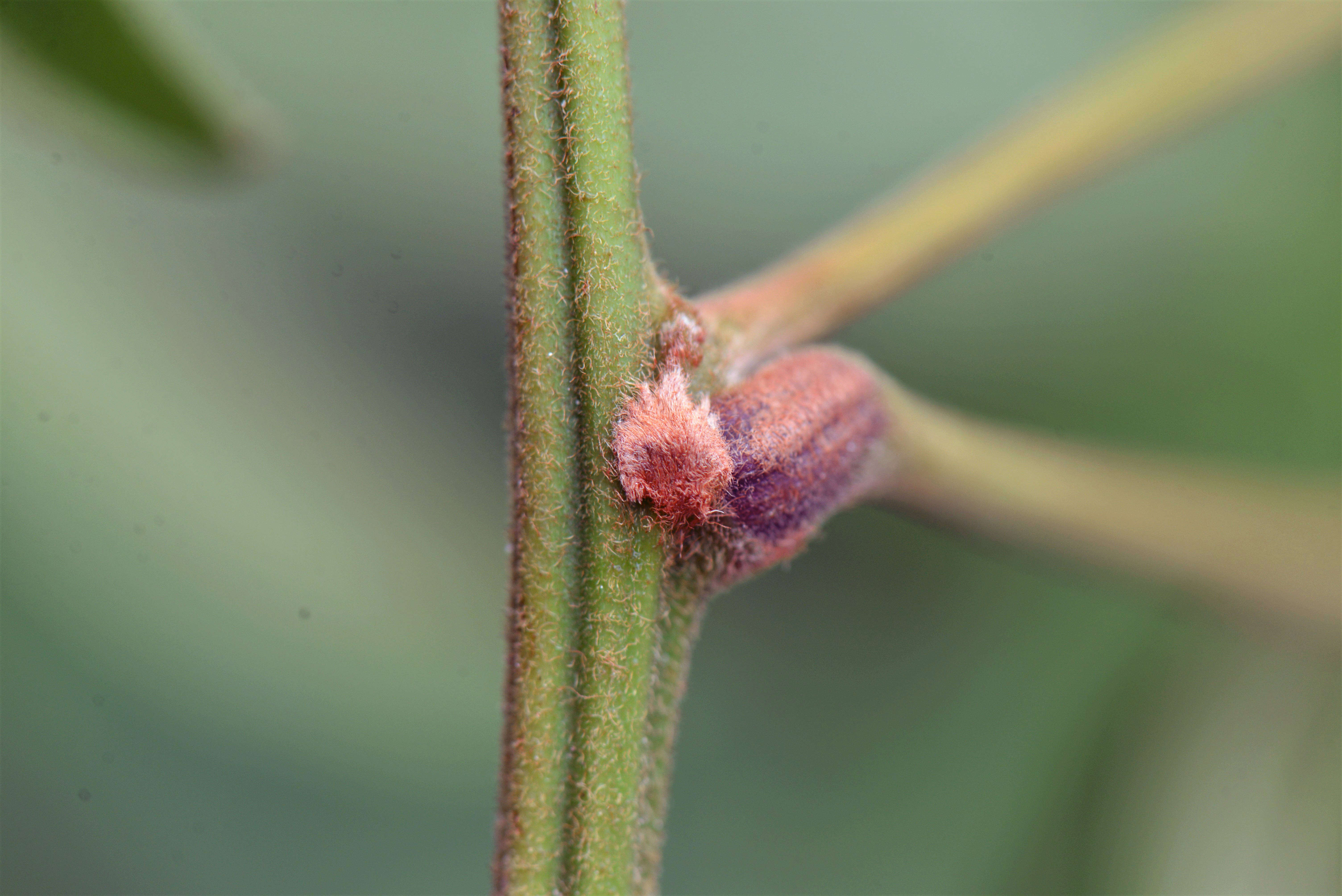 Imagem de Paullinia stellata L. Radlk.