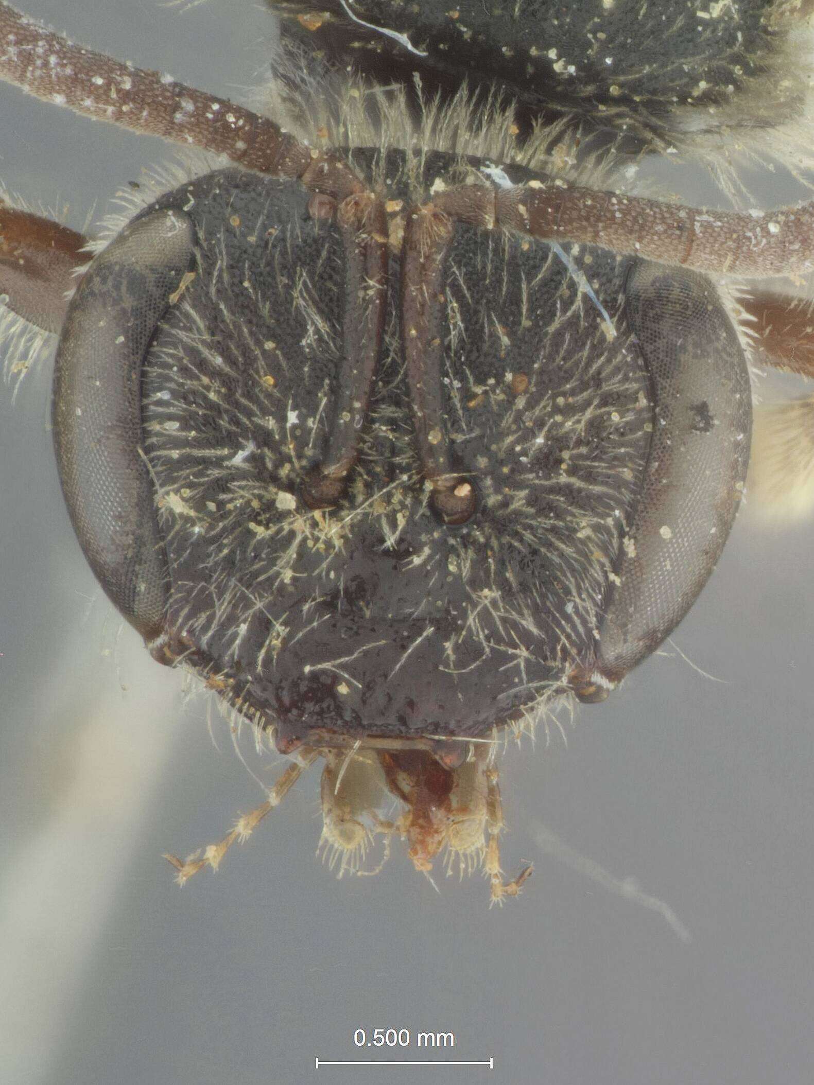 Image of Halictus