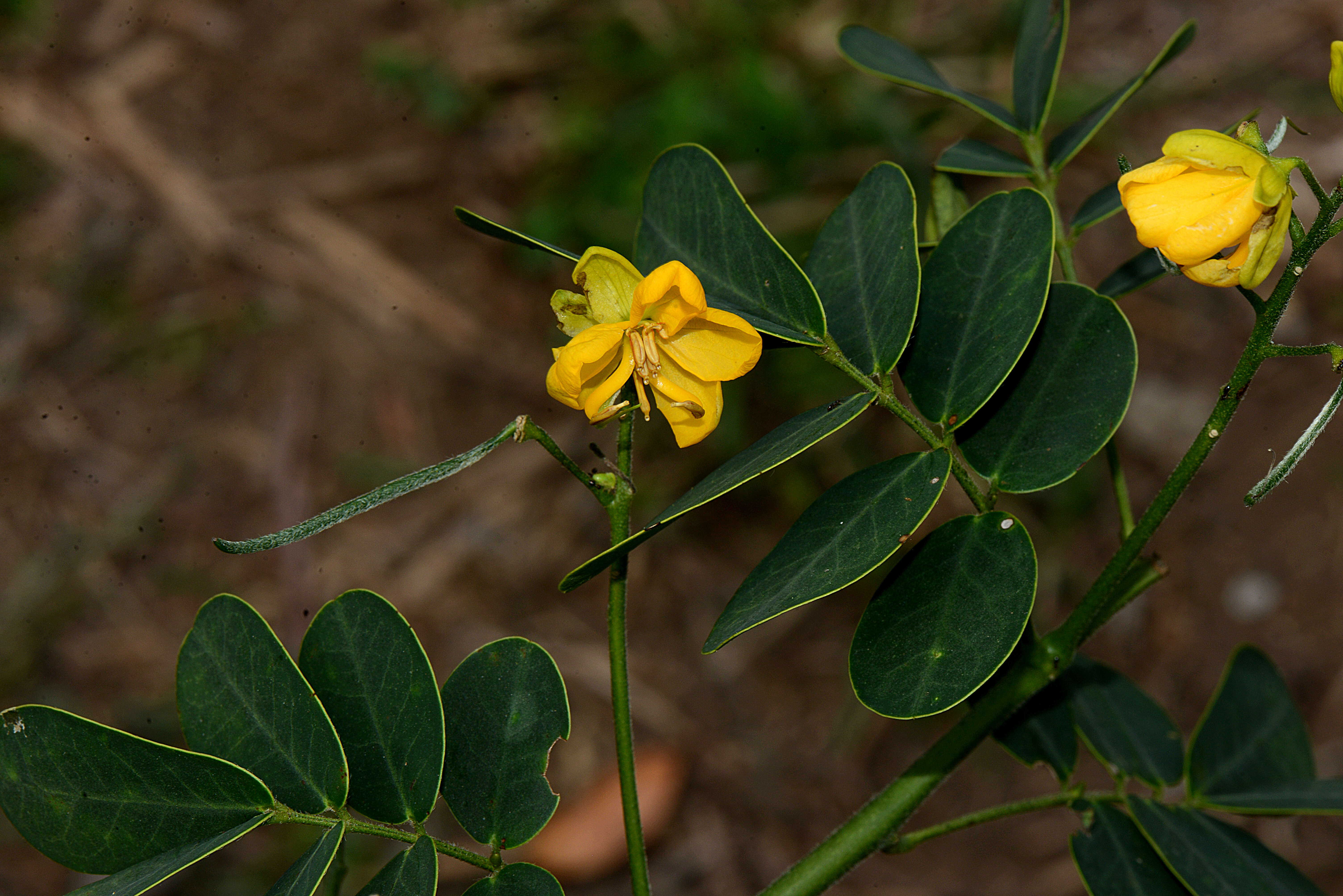 Image of Christmas Bush