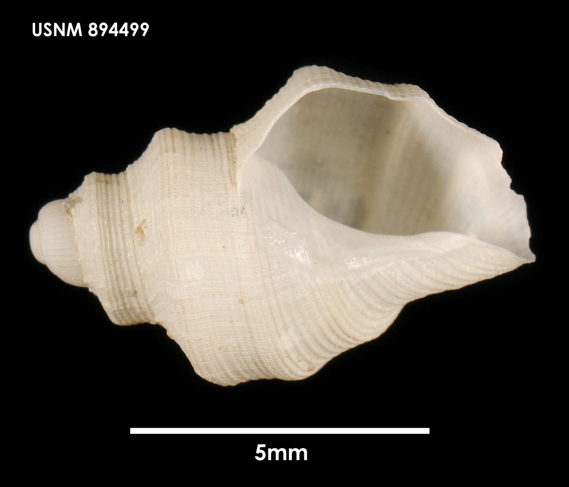 Image of Falsitromina tricarinata (Powell 1951)