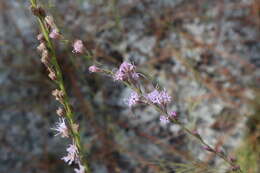 Слика од Liatris tenuifolia Nutt.