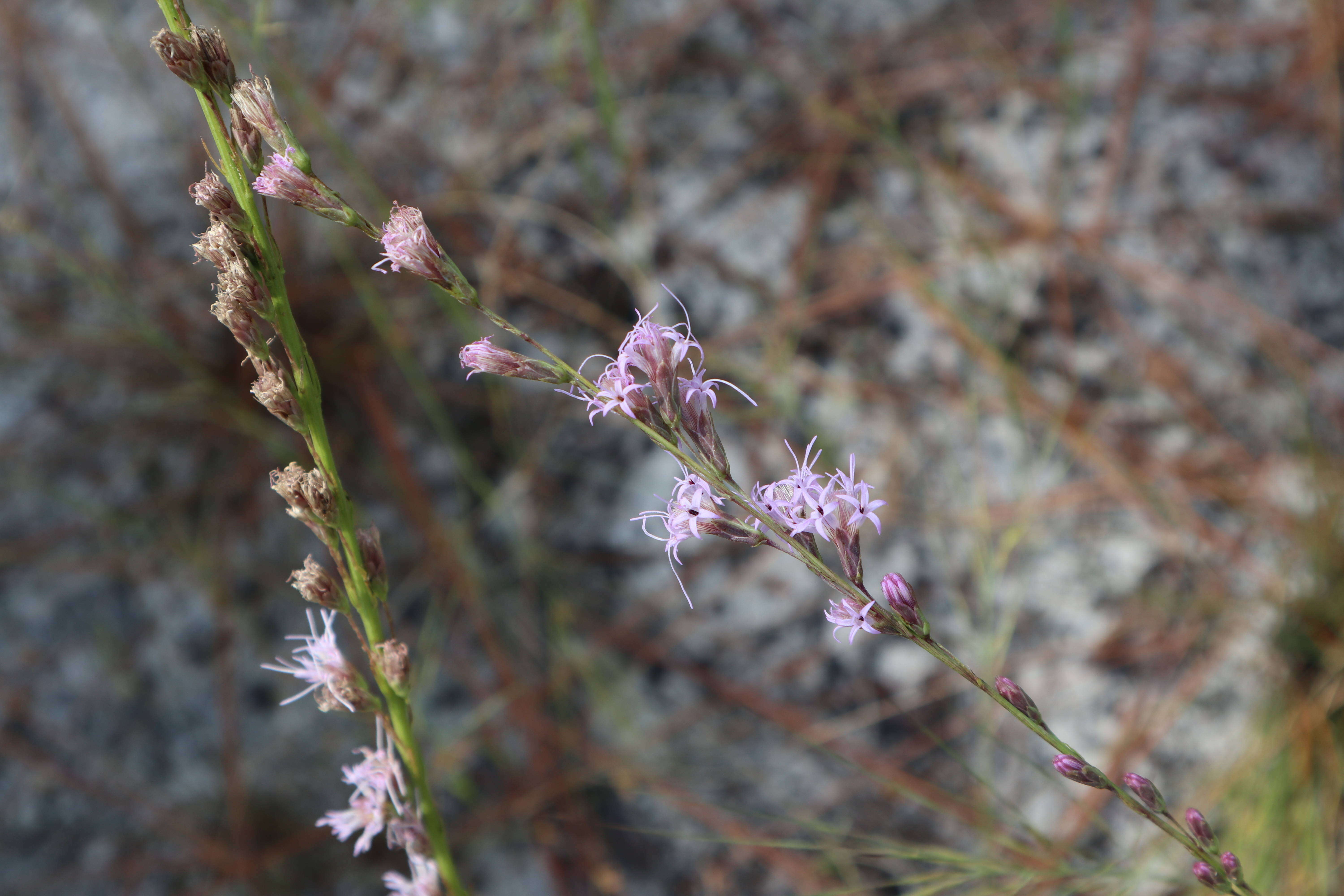 صورة Liatris tenuifolia Nutt.