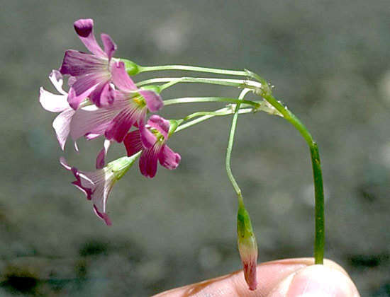 Image of pink woodsorrel