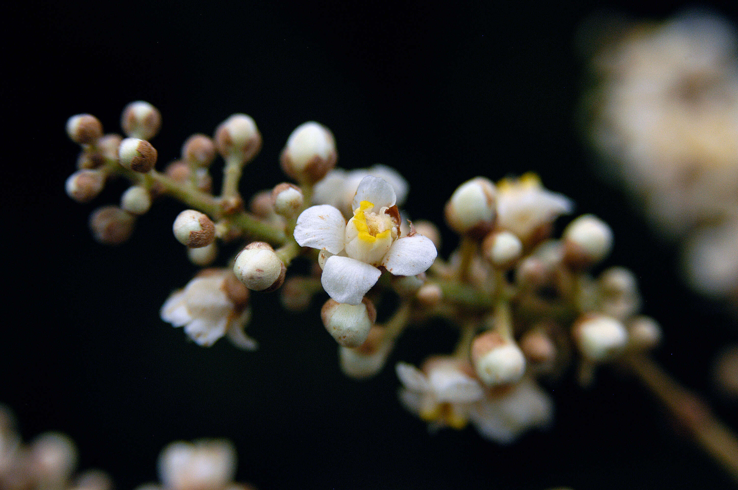 Imagem de Paullinia stellata L. Radlk.