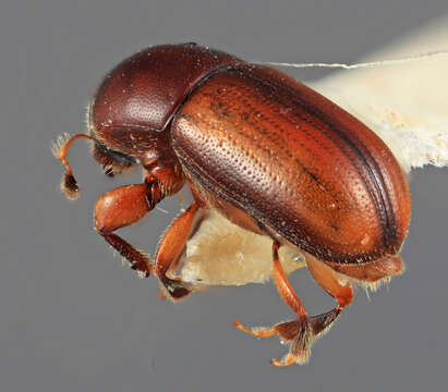 Image of Scolytodes peruana Wood 2007