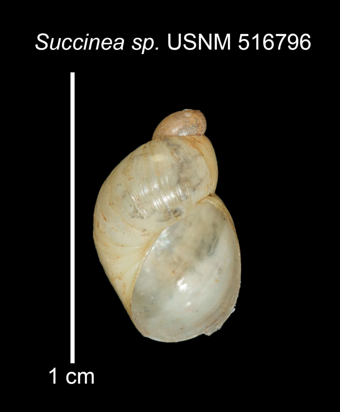 Image of Succinea Draparnaud 1801