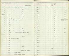 صورة Melipotes fumigatus goliathi Rothschild & Hartert 1911