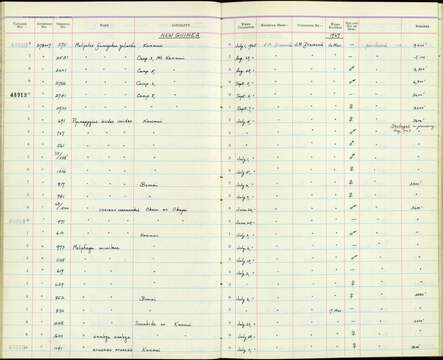 Image de Melipotes fumigatus goliathi Rothschild & Hartert 1911