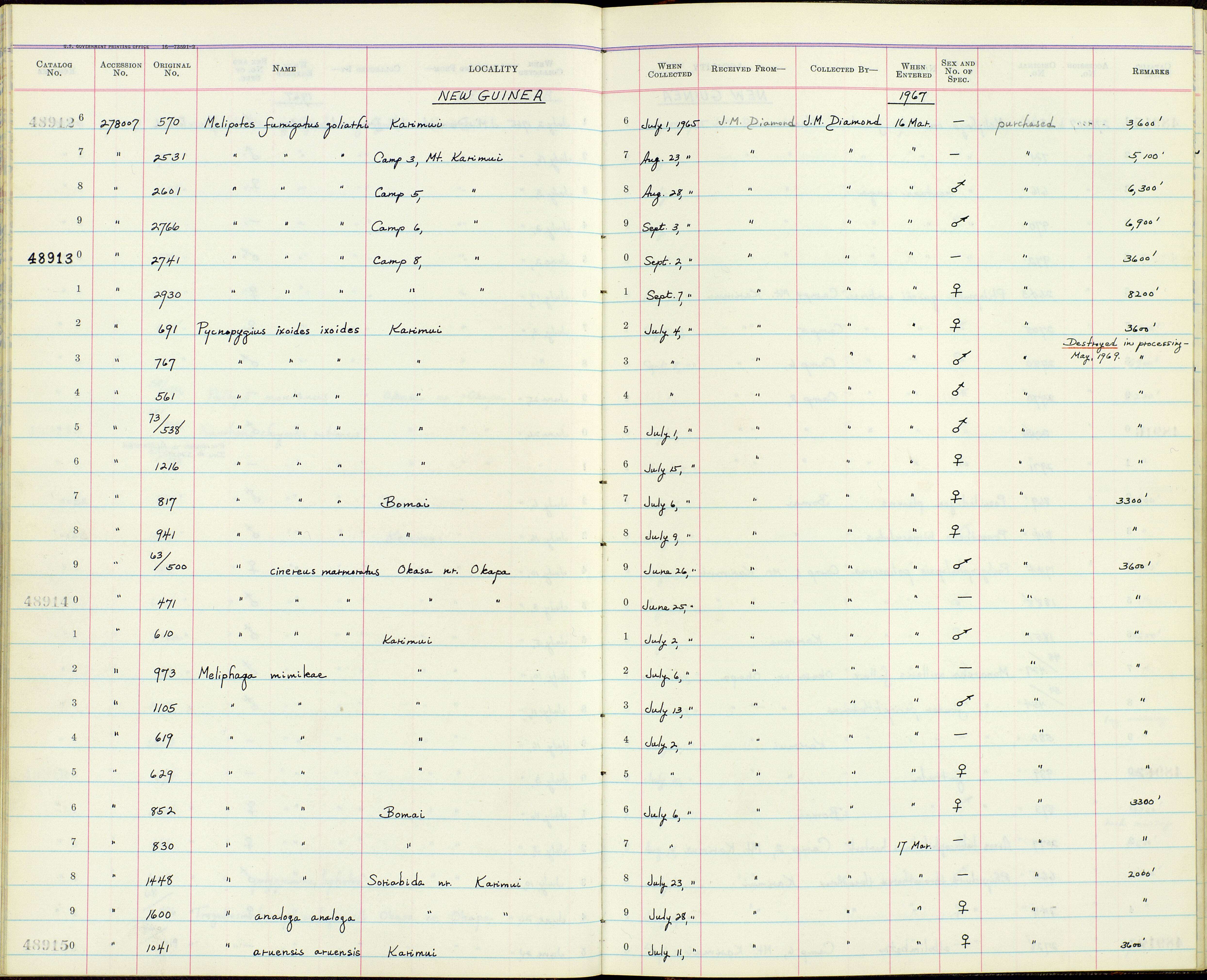 Sivun Melipotes fumigatus goliathi Rothschild & Hartert 1911 kuva