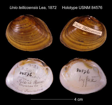 Image of Unio tellicoensis I. Lea 1872