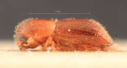 Image of Xyleborus subcrenulatus Eggers 1932