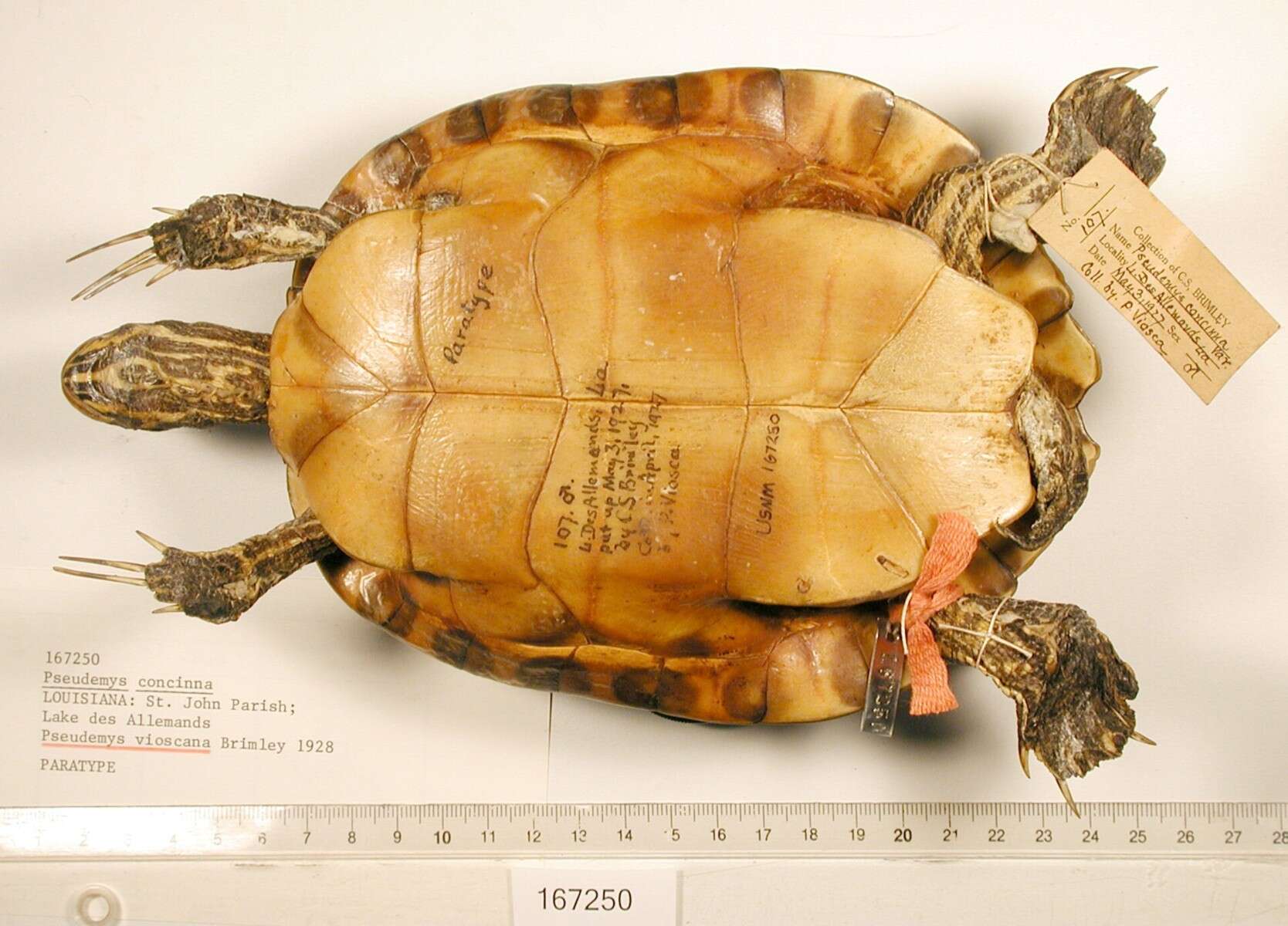 Image of Eastern River Cooter