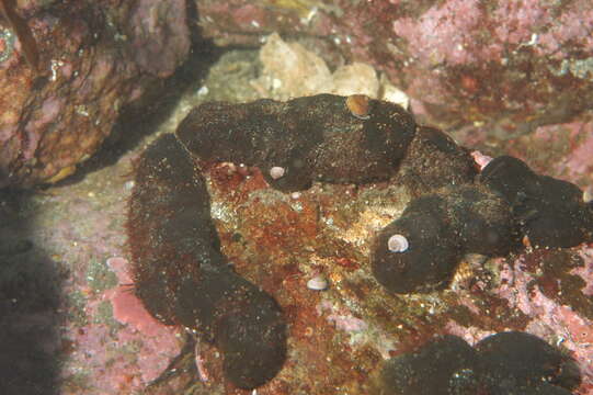 Image of Codium setchellii